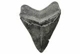 Serrated, Fossil Megalodon Tooth - South Carolina #286463-1